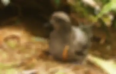 Menggerogoti Habis Jari Kaki hingga Merusak Paruh, Anak-anak Burung Ini Diserang Penyakit Misterius yang Ternyata Datang dari Sini dengan Racun Penghancur Mengerikan! 