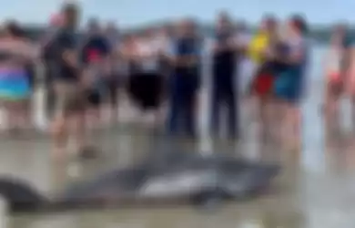 Hiu Putih yang Terdampar di Pantai Selandia Baru Diduga Telah Ditarik Paksa ke Daratan oleh Sekelompok Pria Untuk Mengambil Foto Selfie