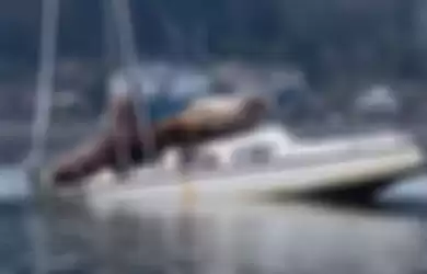 Penampakan dua singa laut raksasa yang menaiki kapal di teluk Eld, Washington, Amerika Serikat