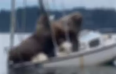 Penampakan dua singa laut raksasa yang menaiki kapal di teluk Eld, Washington, Amerika Serikat.