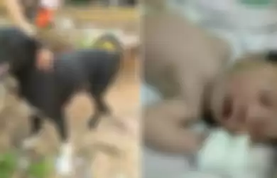 Anjing menemukan bayi yang dikubur hidup-hidup.