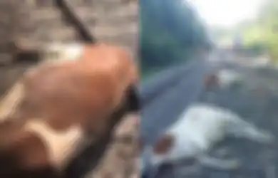 Ditabrak Kereta Api Cepat, 20 Ekor Sapi Tewas, Padahal Mereka Diduga Telah Mengembara Sejauh 8 Kilometer Sebelumnya