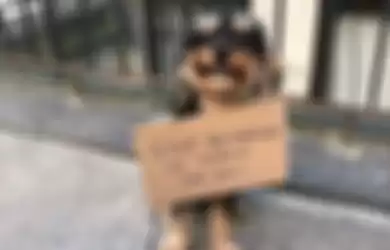 Anjing protes