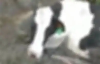 Setengah Tubuhnya Terpotong, Sapi yang Tengah Hamil Ini Masih Hidup dan Ditemukan dalam Kondisi Menyedihkan, Kekejaman Ini yang Jadi Sebabnya: 'Dimutilasi di Jurang'