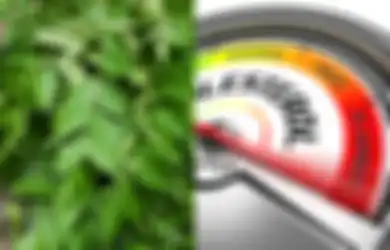 Tidak Hanya untuk Masakan Ini 15 Manfaat Kesehatan Daun Kari, dari Turunkan Kadar Kolesterol Hingga Melawan Kanker 