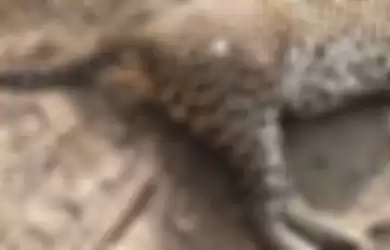 Seekor Macan Tutul Mati di Tepi Sungai Sri Lanka , Gigi dan Cakarnya Sudah Hilang
