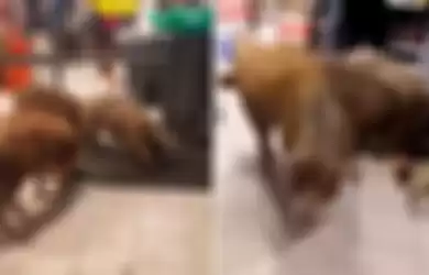 Ibu Babi dan Dua Anaknya Membobol Supermarket di Rusia Untuk Berlindung dari Kedinginan, Lihat Apa yang Mereka Temukan!