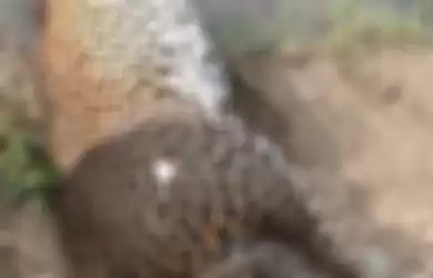 Seekor Macan Tutul Mati di Tepi Sungai Sri Lanka , Gigi dan Cakarnya Sudah Hilang