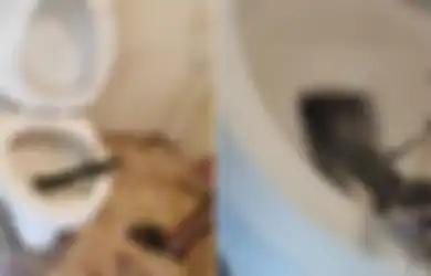 Harus Jeli, Kobra Raksasa Ini Bersembunyi di Toilet Saat Seorang Pria Akan Menggunakannya, Sempat Mendesis Saat Susah Payah Dikeluarkan