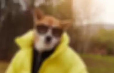 Bodhi, anjing yang punya ratusan ribu followers di Instagram karena berdandan super stylish.