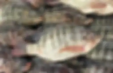 Banyak Disukai Orang Indonesia, Setelah Tahu 5 Hal ini, Anda Akan Berpikir Berkali-kali untuk Menyantap Ikan Mujair