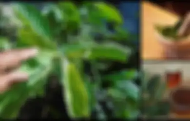 4 Manfaat Daun Jambu Biji Bagi Kesehatan Kulit Anda, Termasuk Dapat Mengatasi Keriput, Begini Cara Pakainya!