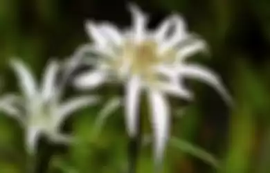 Ilustrasi bunga Edelweiss