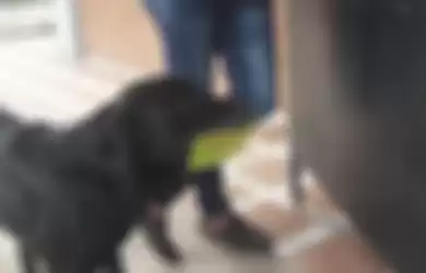 Negro, anjing pintar yang setiap hari beli roti sendiri dan bayar pakai daun