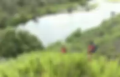 Pencarian Lemic yang dilakukan di hutan hujan Daintree.