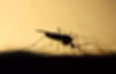 nyamuk gigit manusia