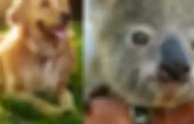 Tak Cuma Setia dan Sayang Pada Manusia, Anjing Ini Juga Peduli Pada Semua Makhluk dengan Selamatkan Bayi Koala