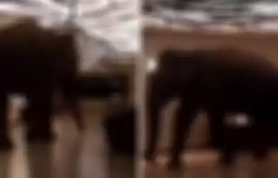 Viral video gajah masuk hotel bintang lima