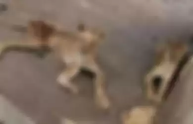 Singa kurus di kebun binatang Sudan.