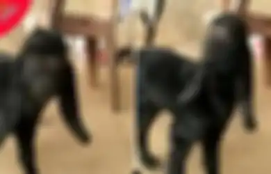 Kisah Hewan-hewan Mutan Berwajah Manusia, Disembah Warga karena Dianggap Titisan Dewa hingga Sulit Dapat Pasangan