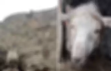 Seekor Domba Berhasil Diselamatkan dari Tebing Setinggi 100 Kaki