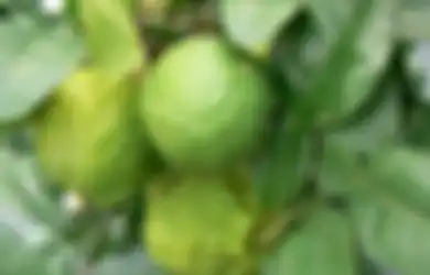 Tanaman Herbal yang Dapat Mencegah Covid-19, Sudah Konsumsi Apa Saja?