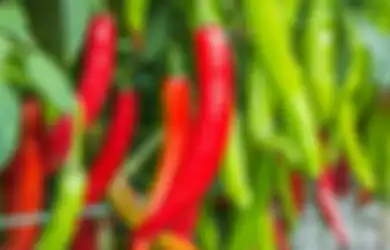 Kabar Gembira Bagi Pecinta Pedas Seluruh Indonesia, Begini 8 Tips Menanam Cabai agar Berbuah Lebat dan Cepat