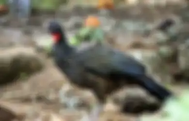 Seteguk Harganya Rp 35 Ribu, Secangkir Crappuchino Ini Harganya Capai Setengah Juta, Ternyata Nilai Mahal Didapat dari Kotoran Ini: 'Anda Akan Kecanduan'