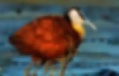 Burung African Jacana