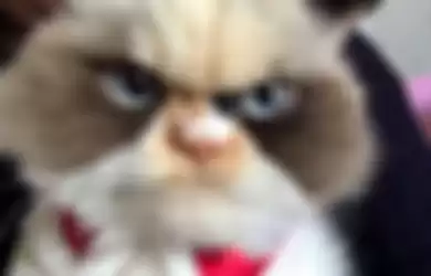 Potret lucu Meow Meow, kucing yang dijuluki sebagai The New Grumpy Cat.