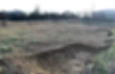 42 Kerangka Tua Misterius Ditemukan di Lahan yang Akan Dibangun, Tubuh Mereka Terikat di Belakang