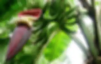 4 Manfaat Jantung Pisang untuk Ibu Hamil, Atasi Morning Sickness hingga Perkuat Rahim