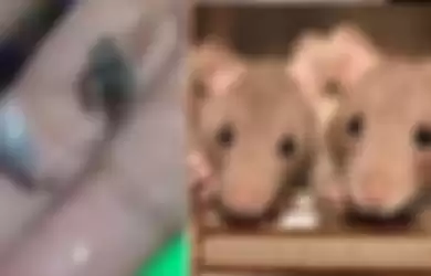 Viral video bakso mengandung daging tikus