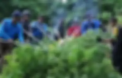 Badan Narkotika Nasional (BNN) kembali menemukan ladang ganja di kawasan Aceh Selatan. Empat titik ladang ganja berhasil diidentifikasi berada di antara pegunungan Sawah Tingkem dan Seleukat, Kecamatan Bakongan Timur Kabupaten Aceh Selatan, Provinsi Aceh.
