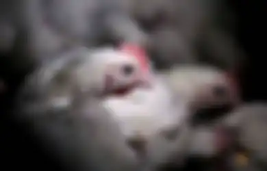 Kabar Baik Bagi Para Peternak Ayam, Pemerintah Siap Beli Ayam Peternak Jatim Agar Keuntungan Kembali Kepada Para Peternak yang Terdampak Covid-19
