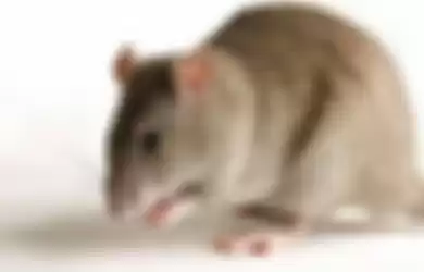 Pahami 3 Hal Ini Saat Gunakan Perangkap Tikus, Jangan Sembarang Gunakan Bisa Berakibat Fatal