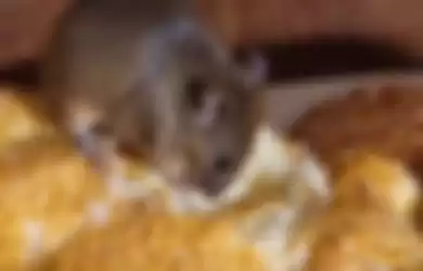 Makanan yang berserak mengundang tikus masuk ke dalam rumah.