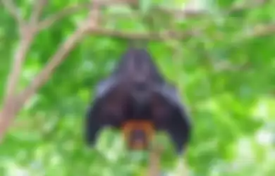 Duh, Meski Virus Corona Dianggap Berasal Dari Kelelawar, Ilmuwan Berang dan Salahkan Manusia Atas Pandemi Covid-19 ini, Simak Penjelasan Selengkapnya