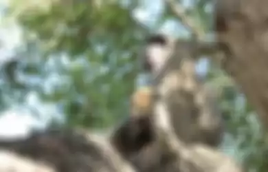 Seekor babun jantan tertangkap kamera membawa bayi singa.