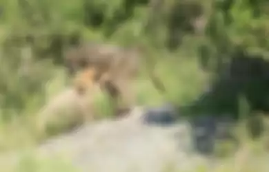 Seekor Babun Tertangkap Kamera Gendong Anak Singa Seperti Adegan 'The Lion King'