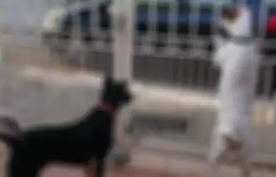 Dua anjing yang menyelamatkan nyawa petugas keamanan.