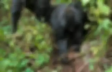 Potret dua gorila yang menghancurkan perangkap si pemburu.