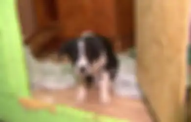 Tercium Bau Daging Goreng dan Darah Berceceran, Pasangan Kejam Ini Tertangkap Basah Telah Pukuli Anjing yang Diadopsi hingga Mati, Bahkan Memasak dan Memakan Dagingnya