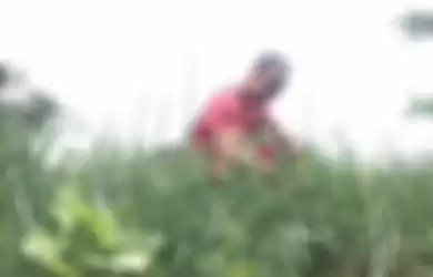 Ujang Margana (25), petani asal Cimenyan, Kabupaten Bandung, tengah mengecek kebun bawang miliknya, belum lama ini.