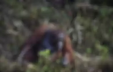 Orangutan yang mengulurkan tangan untuk memberi bantuan kepada penjaga hutan