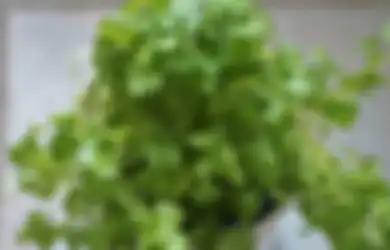 5 Manfaat Menambahkan Aromatik Daun Ketumbar dalam Makanan Sehari-hari