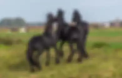 Ilustrasi kuda hitam
