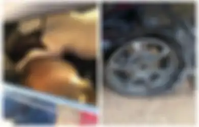 Nekat Curi 3 Sapi dengan Mobil MPV, Beginilah Nasib Pencuri Setelah Ban Mobil Meledak