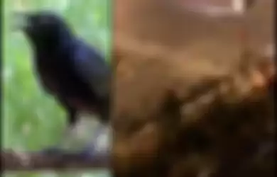 Identik dengan Pertanda Petaka, Ribuan Burung Gagak Terbang di Atas Kota Wuhan, Pusat Penyebaran Virus Corona