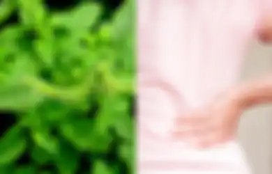 Ini 6 Manfaat Tanaman Obat Bayam Duri, Termasuk untuk Kesehatan Tulang, Tapi Hati-hati Bagi Penderita Ginjal